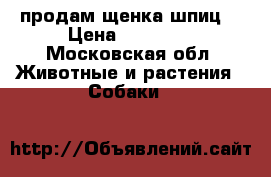 продам щенка шпиц  › Цена ­ 18 000 - Московская обл. Животные и растения » Собаки   